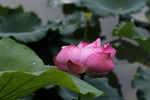 水芙蓉