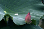 泽芝
