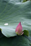 芙蕖