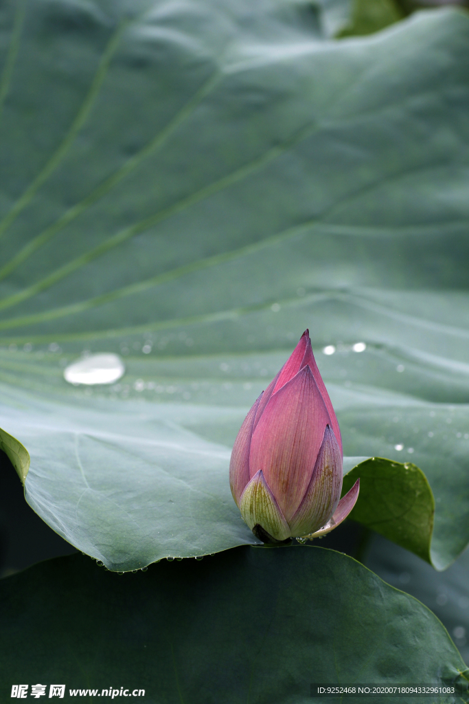 芙蕖