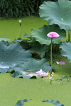 粉莲花