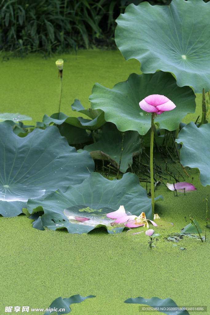 粉莲花