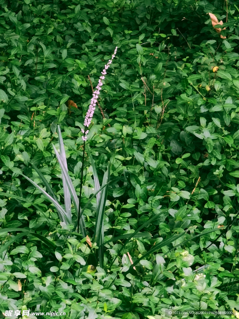 花草
