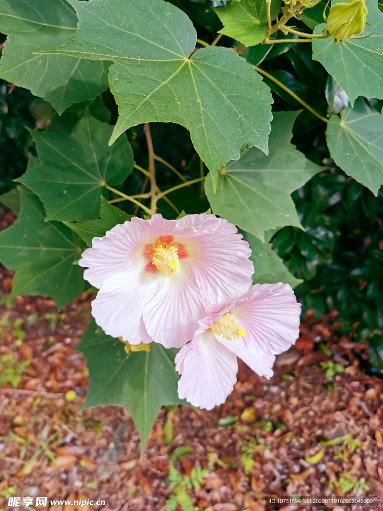 木棉花