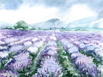 水彩薰衣草田