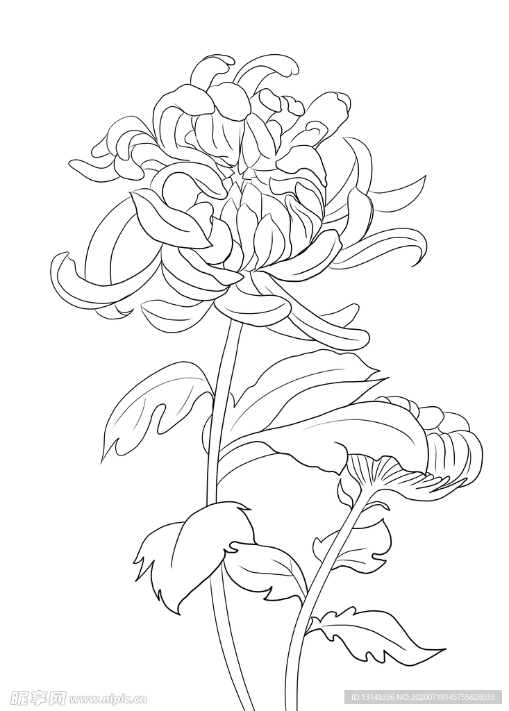 菊花