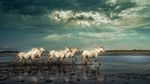 河滩奔跑的白马群