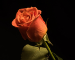 玫瑰花