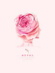 母亲节