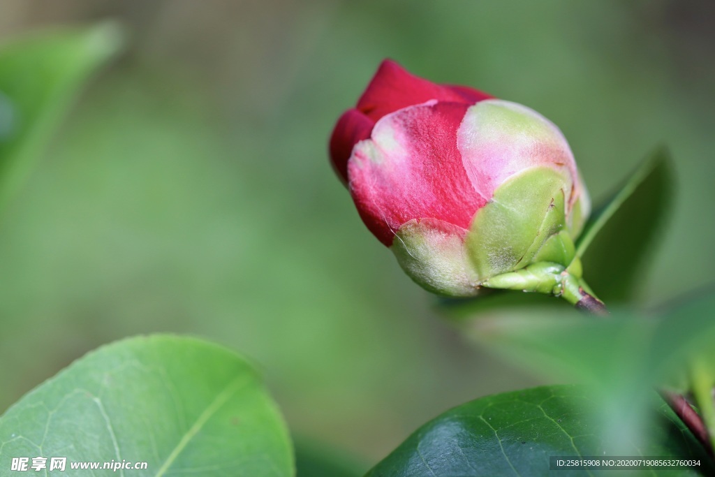 茶花