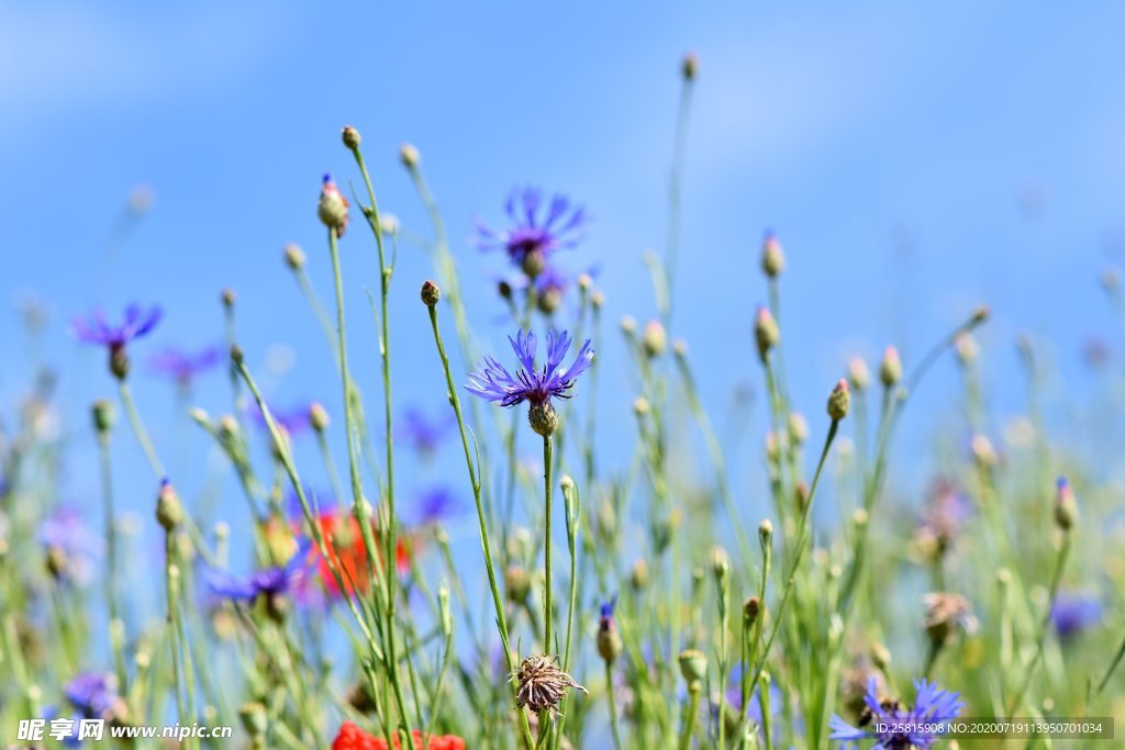 矢车菊