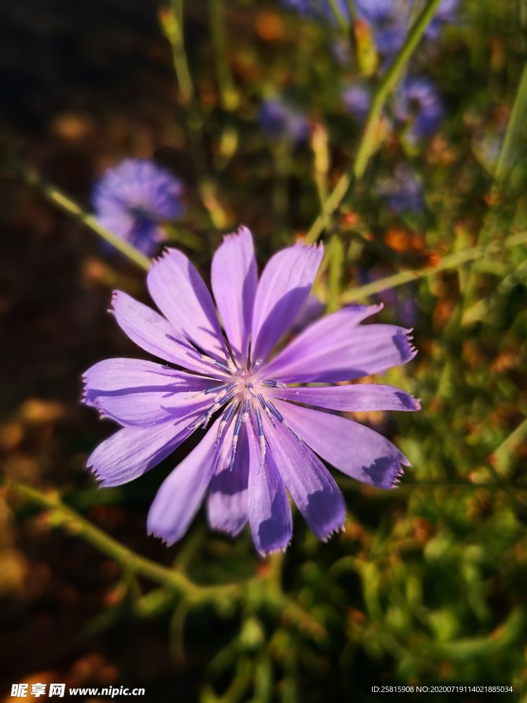 矢车菊