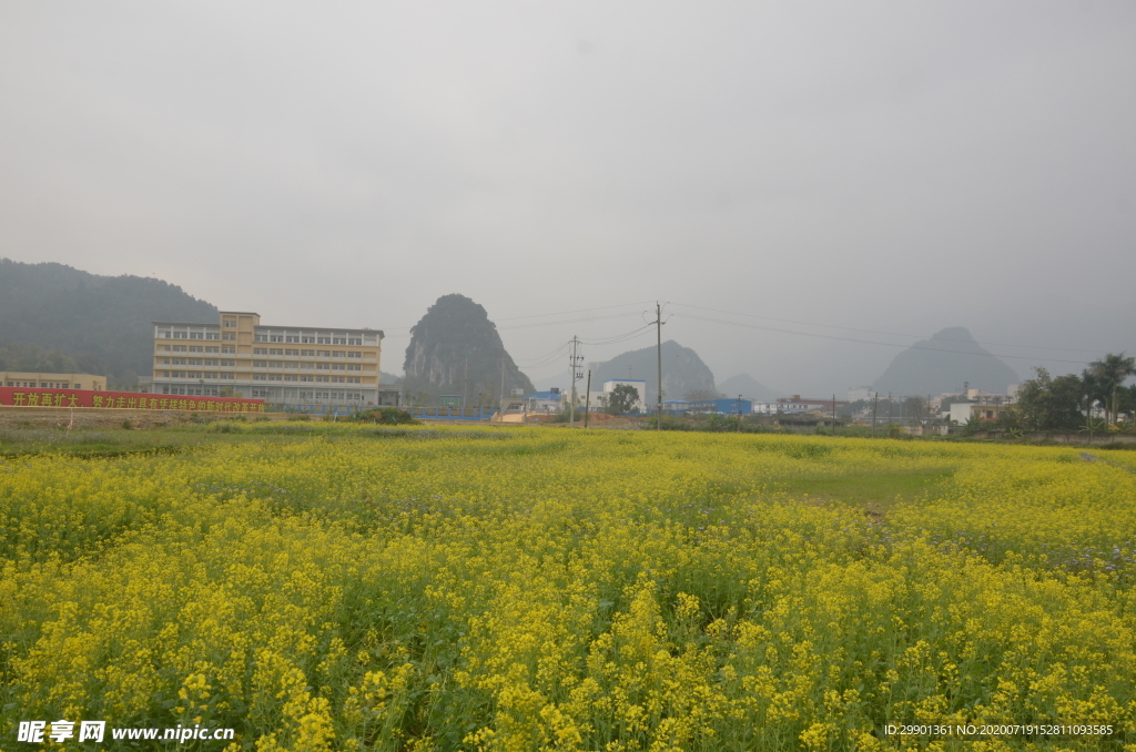 油菜花