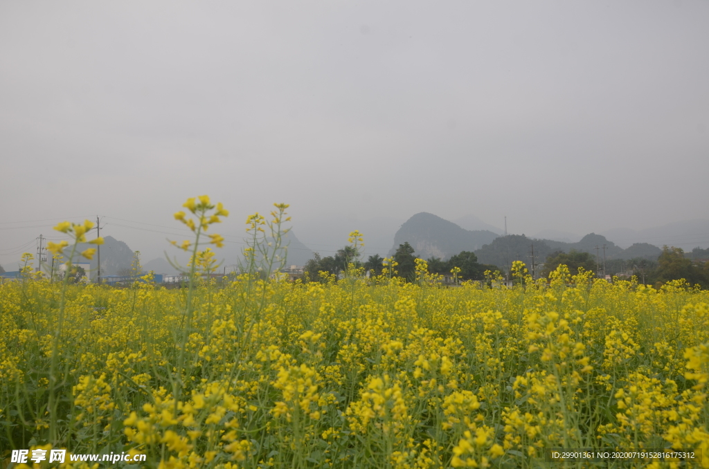 油菜花