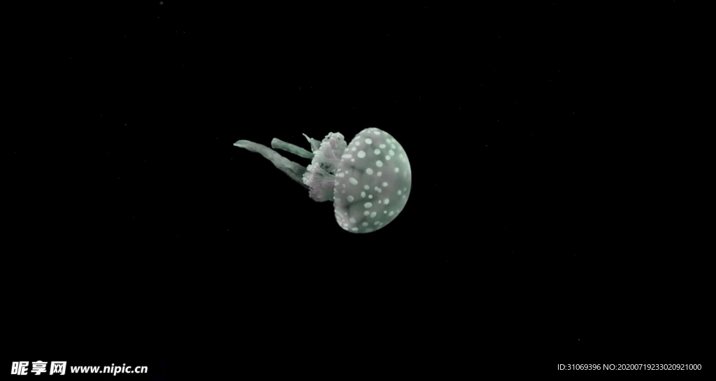 深海水母