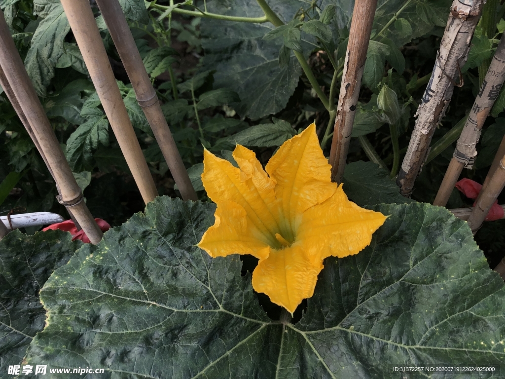 丝瓜开花