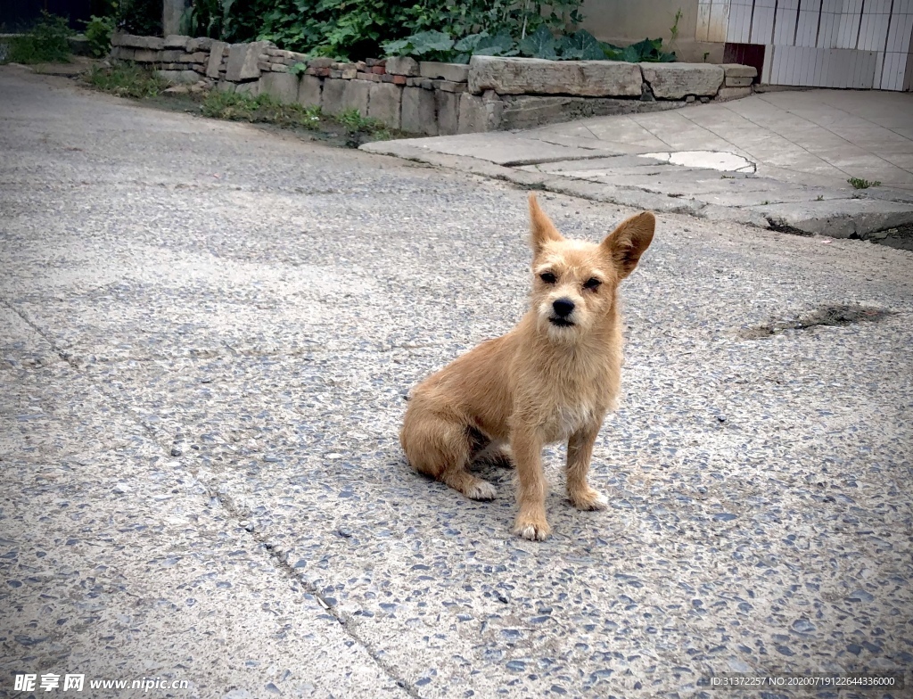 土狗