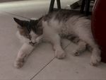 土猫