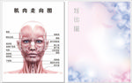 脸部肌肉