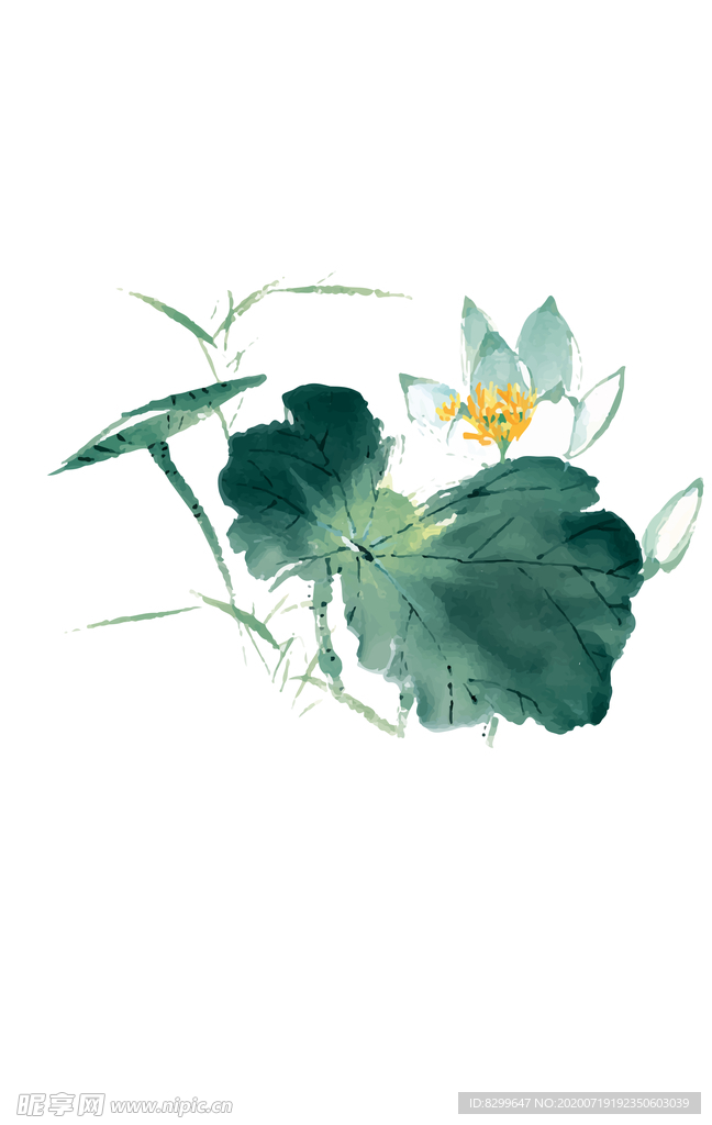 荷花
