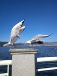 海鸥