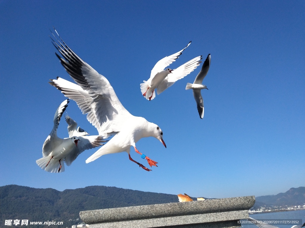 海鸥