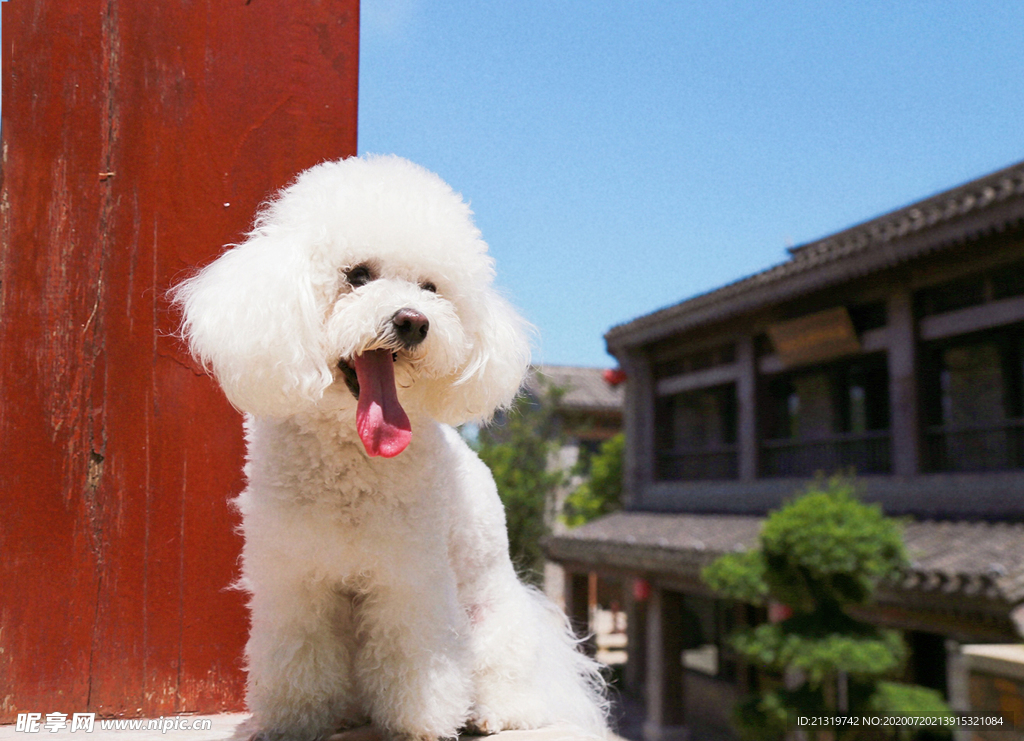 狗
