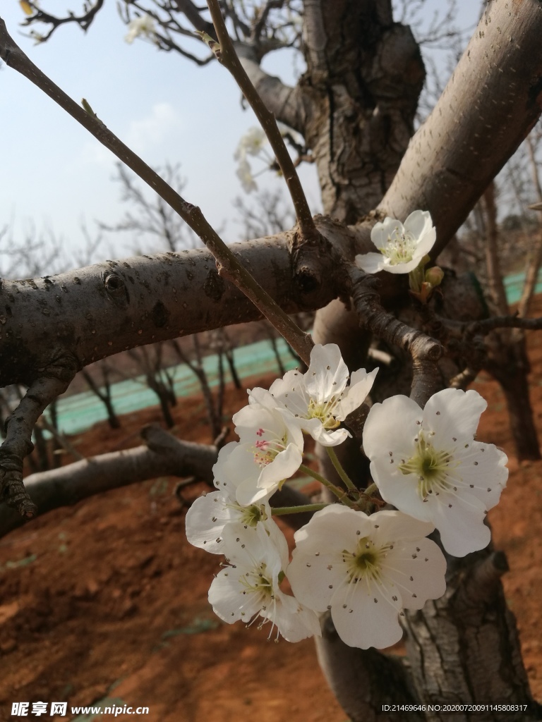 梨花