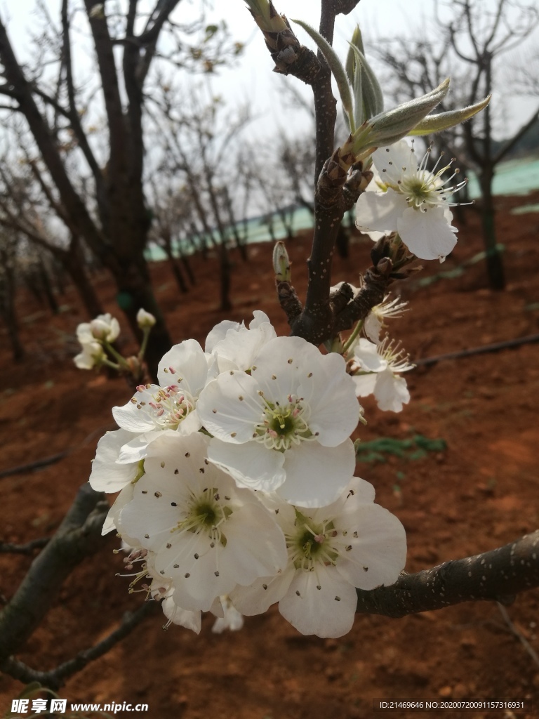 梨花
