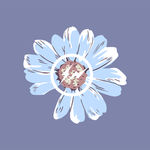 小雏菊 菊花 矢量花