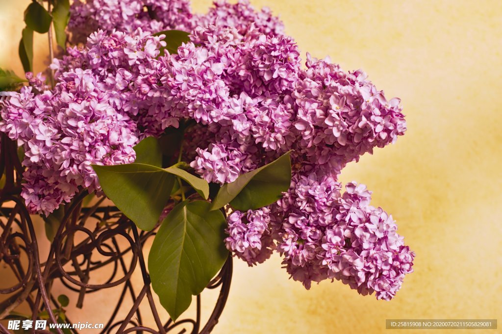 丁香花