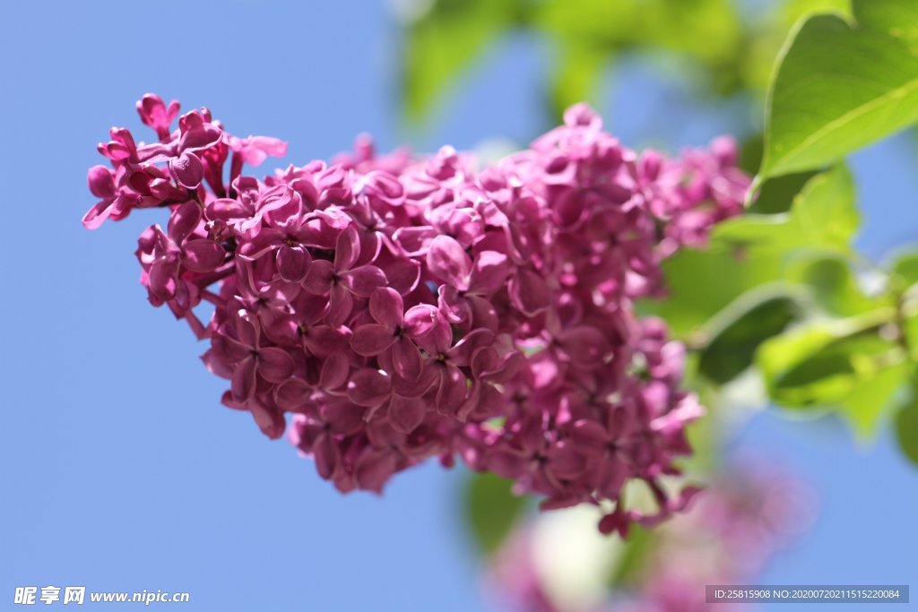 丁香花