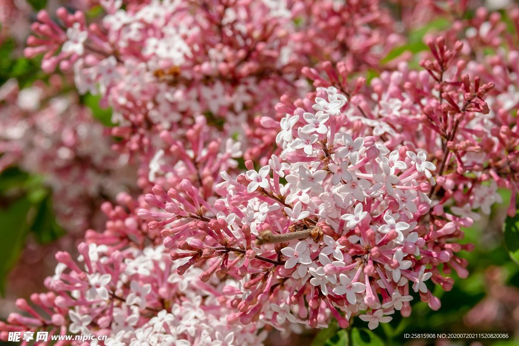 丁香花