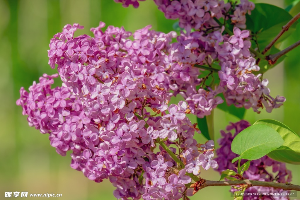 丁香花