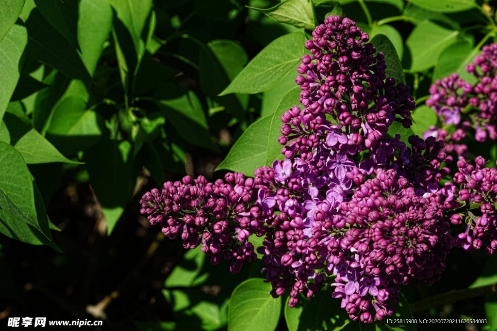 丁香花