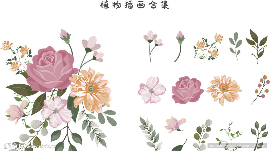 花朵植物插画合集