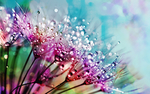 插花 花艺