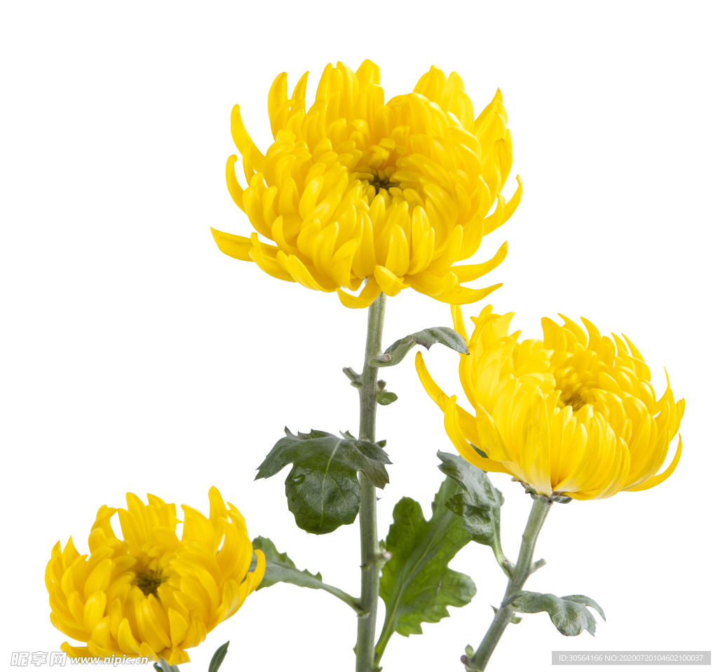 菊花花朵插画海报合成素材
