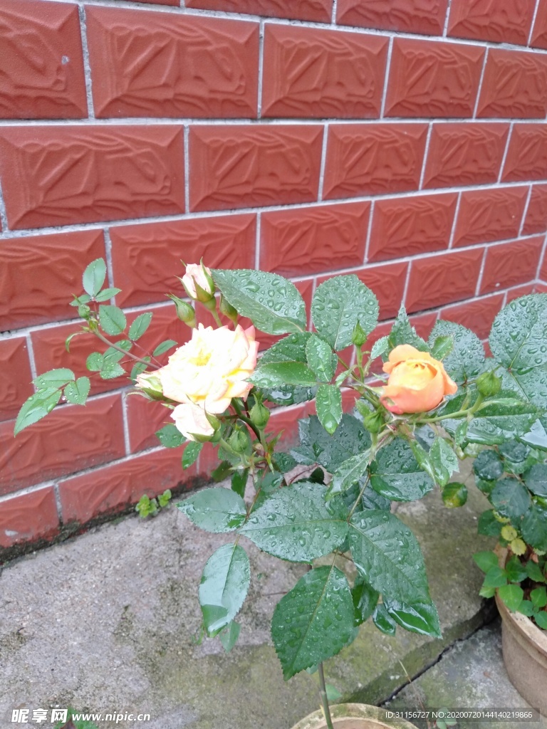 花