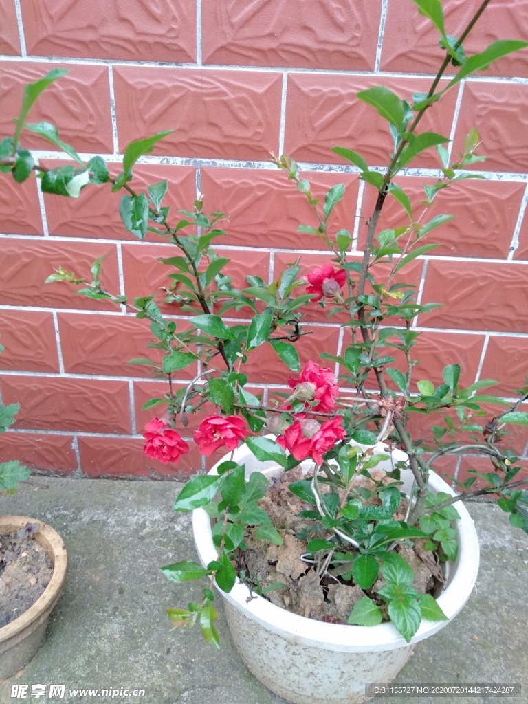 月季花