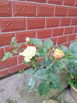 月季花