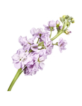 鲜花素材