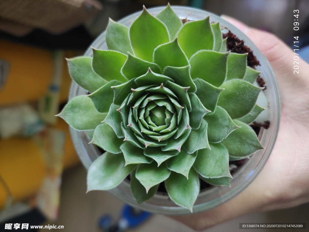 植物 花草 多肉 观音莲长生草