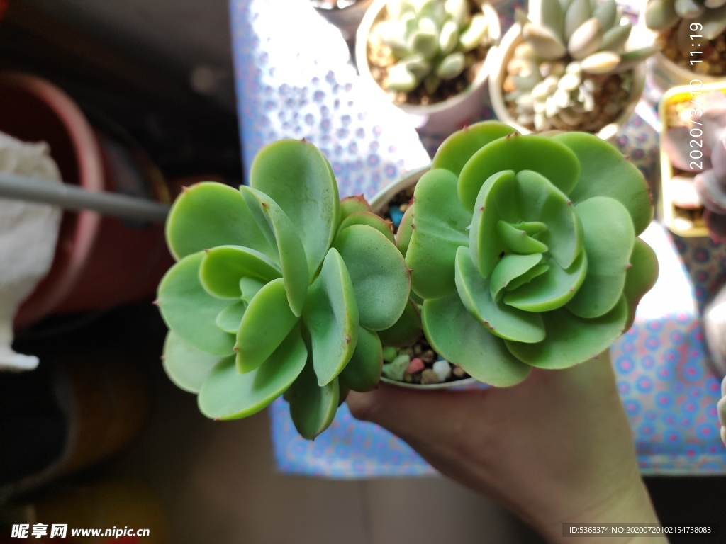 多肉 肉肉 花草  碧桃