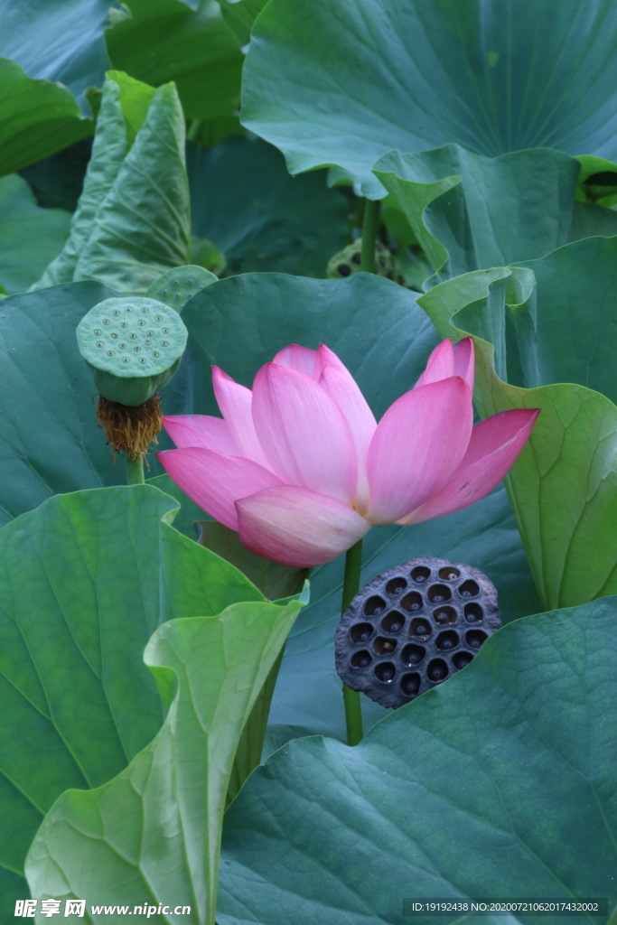 荷叶荷花