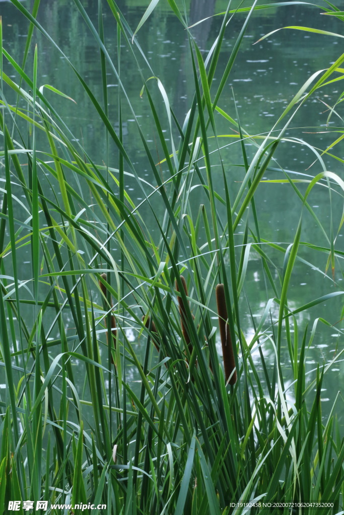 夏日风景