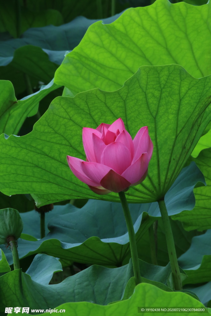 荷叶荷花