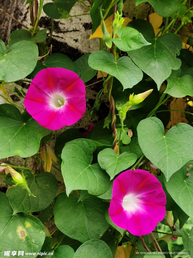 牵牛花