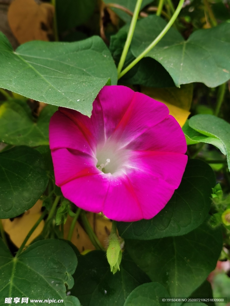 牵牛花