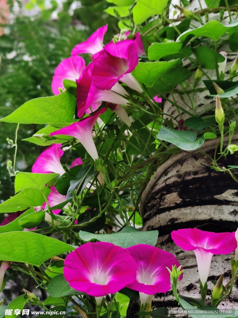 牵牛花